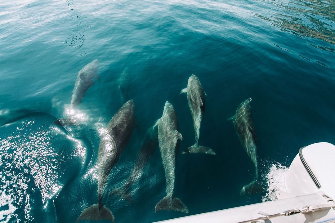 Морская прогулка к дельфинам в Сочи