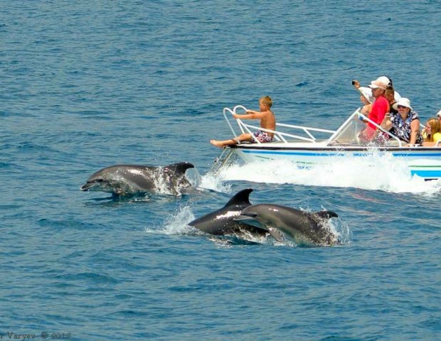 Встреча с дельфинами  вовремя морской рыбалки в Сочи 