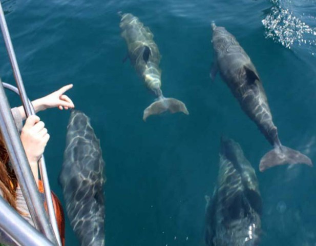 Морская прогулка к дельфинам
