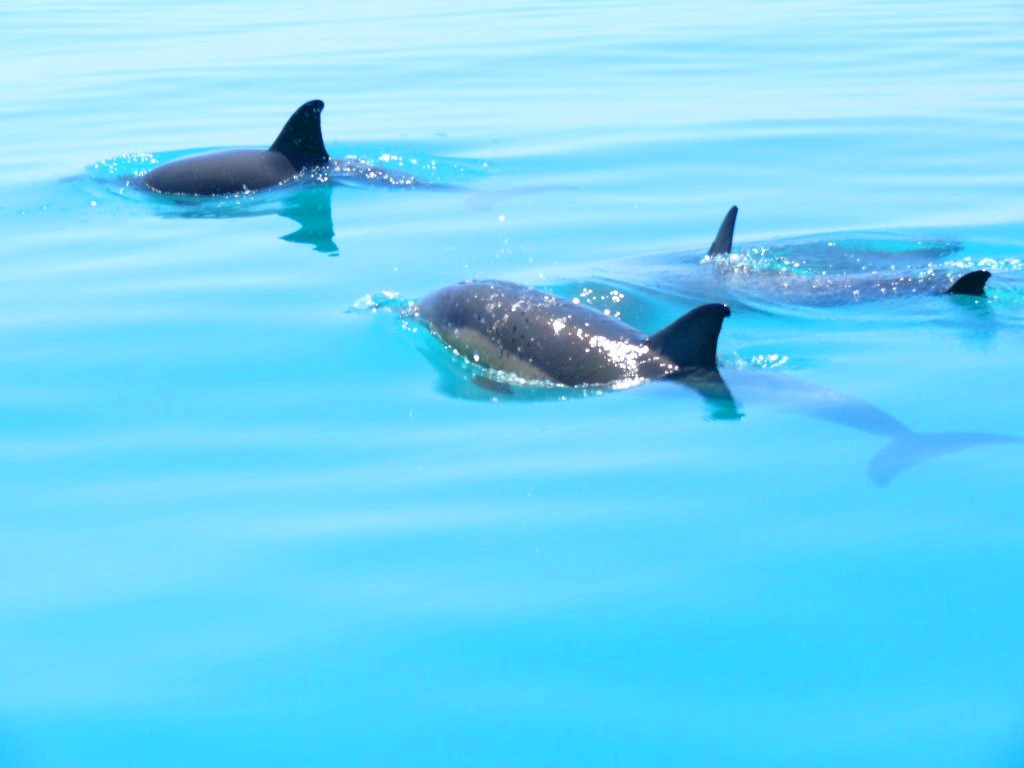 Морская прогулка к дельфинам в Якорной Щели