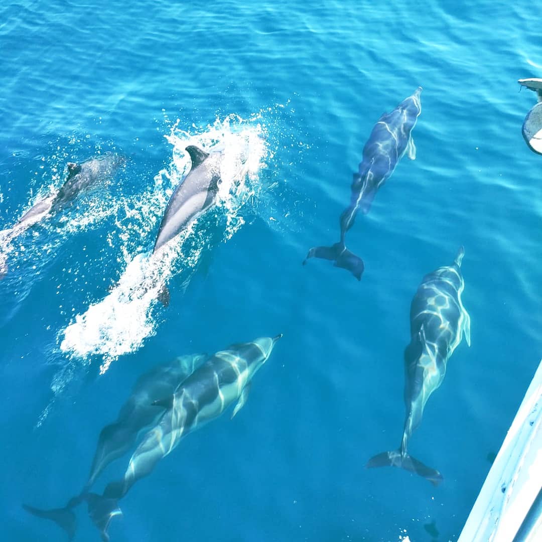 Морская прогулка к дельфинам в Кудепсте