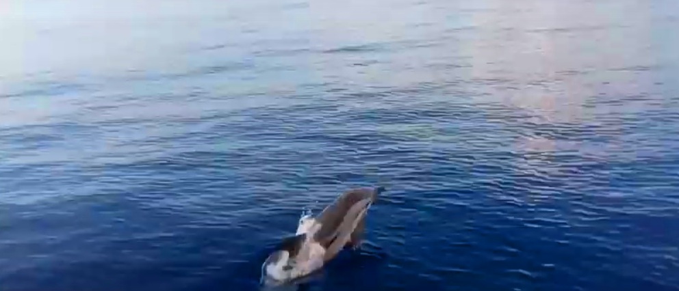 Дельфин белобочка 