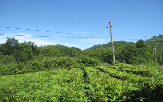 Фото чайные плантации в Лоо