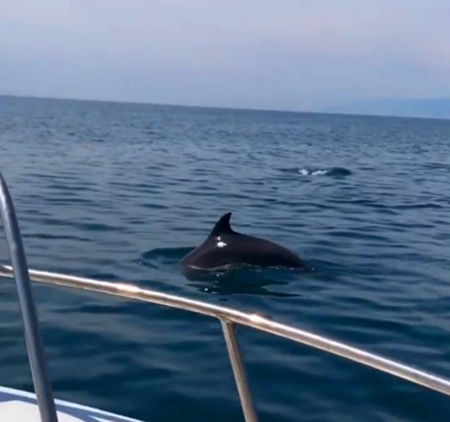 Встреча с дельфинами на морской прогулке в Адлере