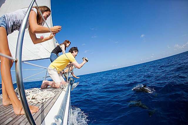 Встреча с дельфинами в открытом море