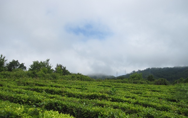 Экскурсии в Лоо на чайные плантации