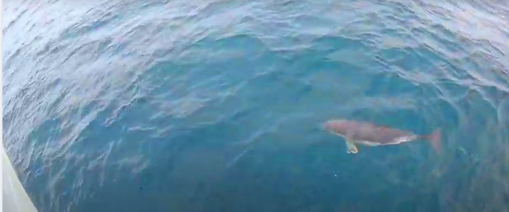 Морская прогулка в Адлере к дельфинам 