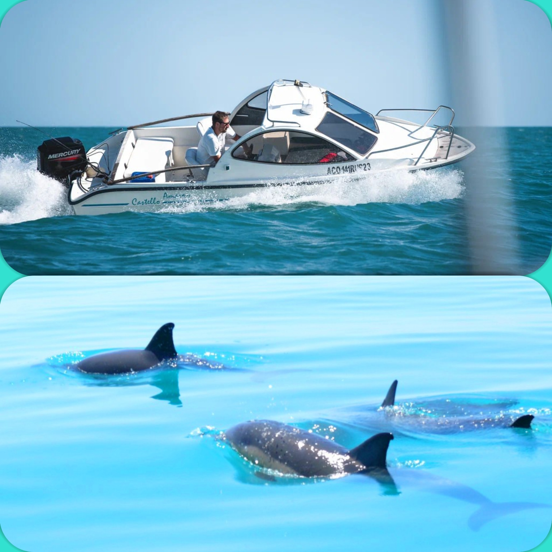 Морская прогулка к дельфинам на катере в Головинке