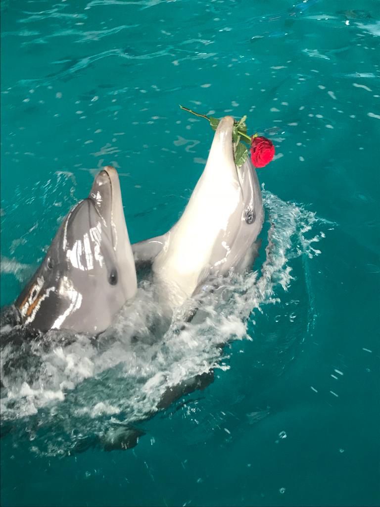 Экскурсия в дельфинарий Лоо