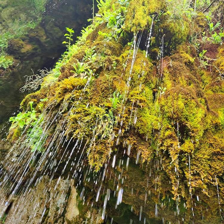 Джиппинг в Абхазию из Сочи на Гегский водопад и озеро Рица