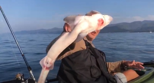 Черноморский Катран пойманный на морской рыбалке 