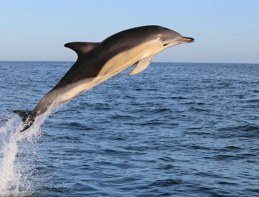 Азовское море дельфины
