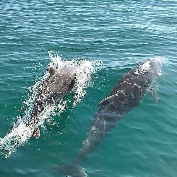 На морской прогулке встреча с дельфинами